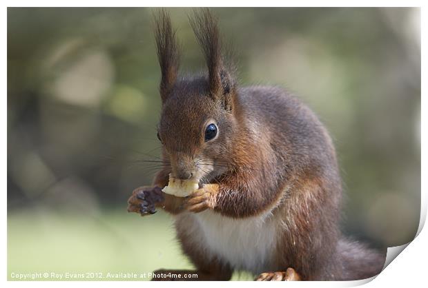 Red squirrel and his 5 a day Print by Roy Evans