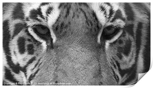 Tigers eyes - B/W Print by Roy Evans