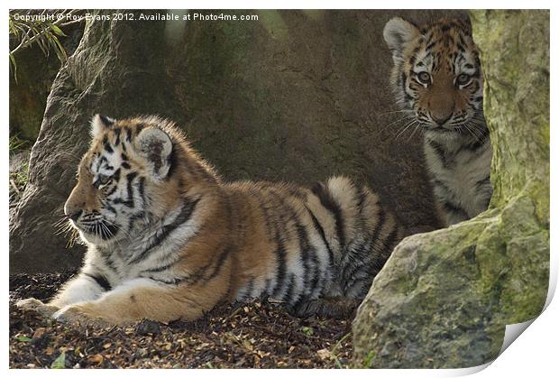 Two tiger cubs Print by Roy Evans