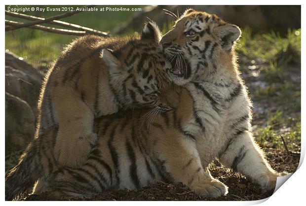 Amur Tiger Cubs playing Print by Roy Evans