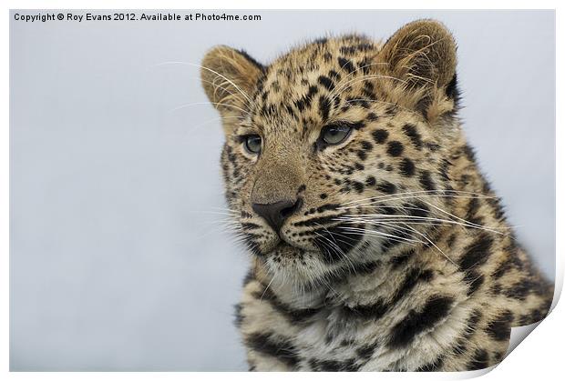 Amur leopard watches over her cubs Print by Roy Evans