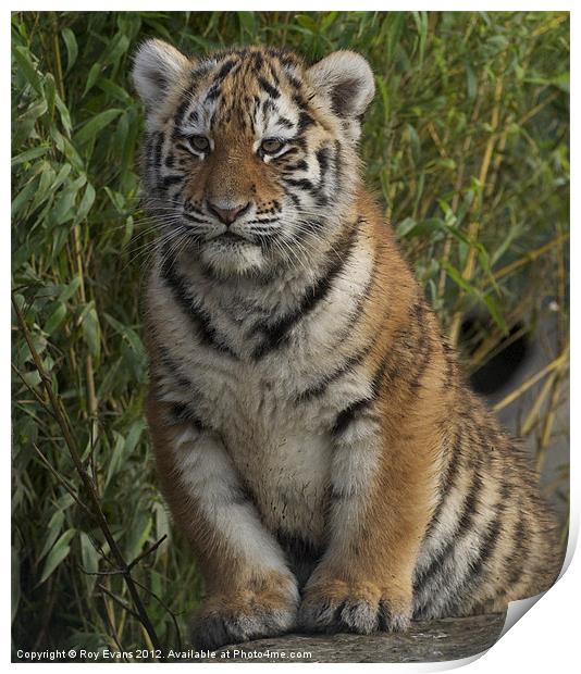 Tiger cub portrait Print by Roy Evans