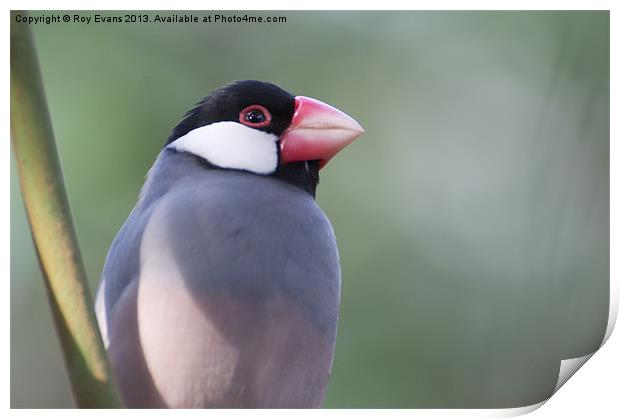 Tropical bird Print by Roy Evans