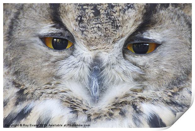 Wise Owl eyes Print by Roy Evans
