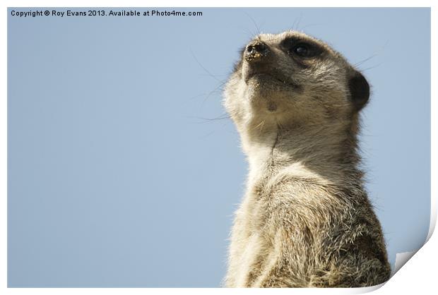 Meerkat lookout 2 Print by Roy Evans