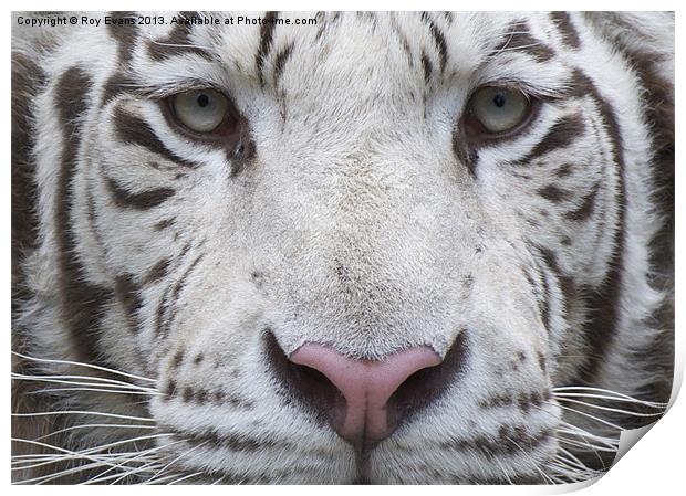 White tiger eyes Print by Roy Evans