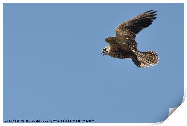 Hawk in flight Print by Roy Evans
