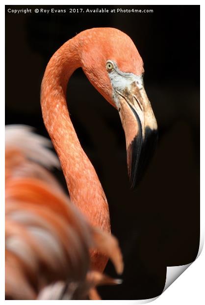 Pink Flamingo Print by Roy Evans