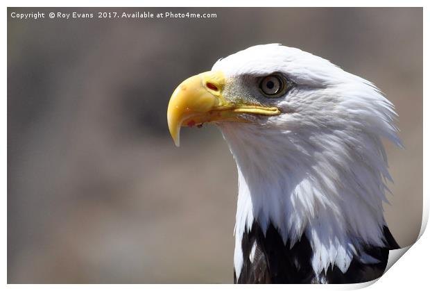 Eagle eyed looking for her next meal Print by Roy Evans