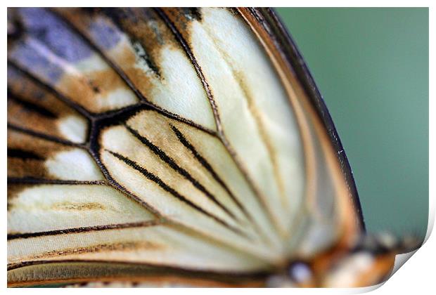 extreme butterfly wing closeup Print by Steve Frazer