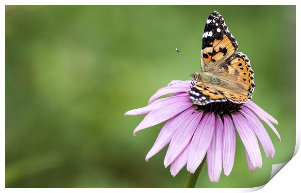 Butterfly on Cornflower Print by Judith Parkyn