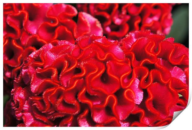 red cockscomb flower closeup Print by Christopher Mullard