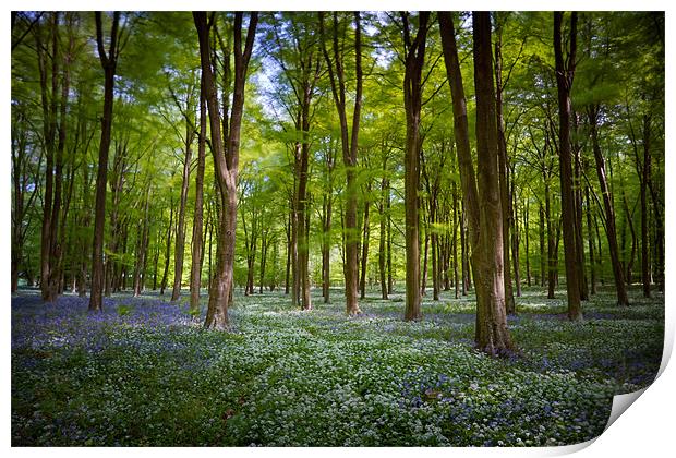 Bluebells and Wild Garlic Print by Ashley Chaplin