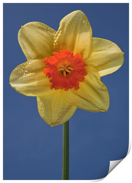 Daffodil Print by Ashley Chaplin