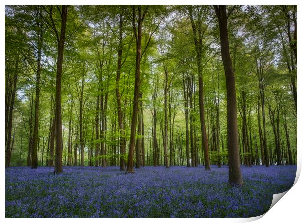 Bluebells in Embley Wood Print by Ashley Chaplin