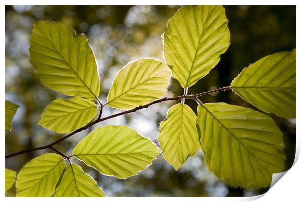 Beech Leaves in Spring Print by Ashley Chaplin