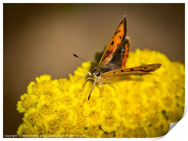 Small Copper Butterfly Print by Mike Shields
