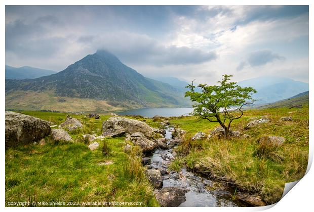 Lone Tree and Tryfan Print by Mike Shields