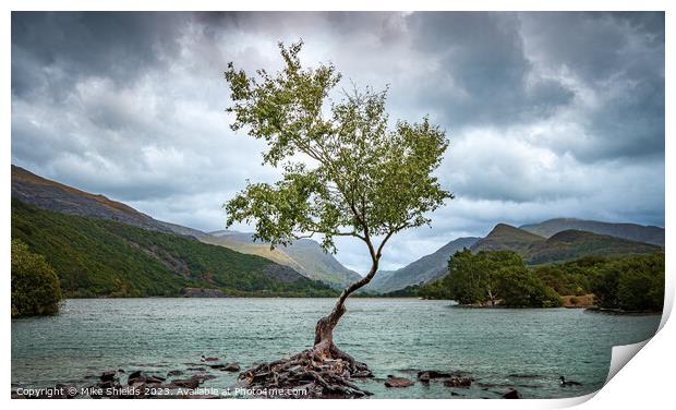 The Lone Tree Print by Mike Shields