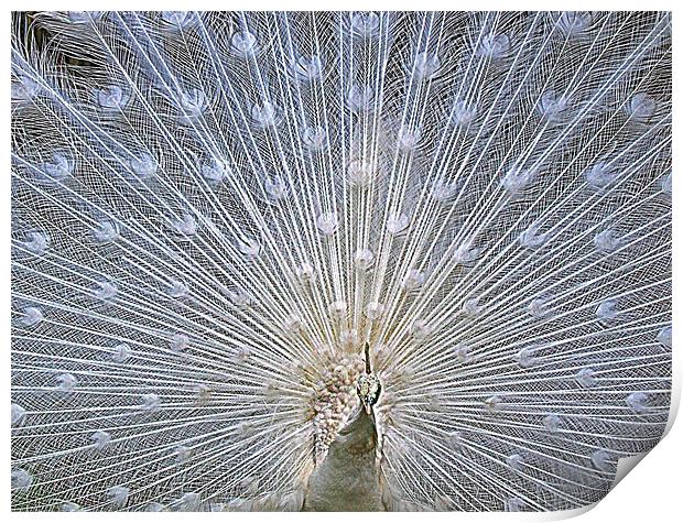 White Peacock Tail Display Print by philip clarke