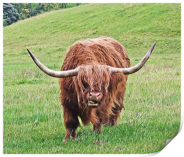 Brown Longhorned Highland Cow Print by philip clarke