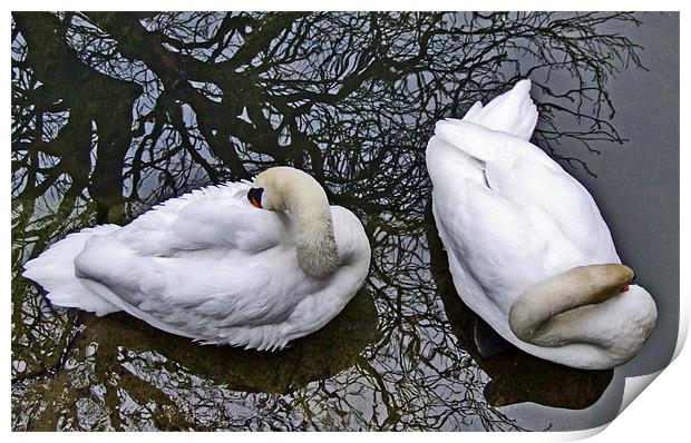 Two Swans from Above Print by philip clarke