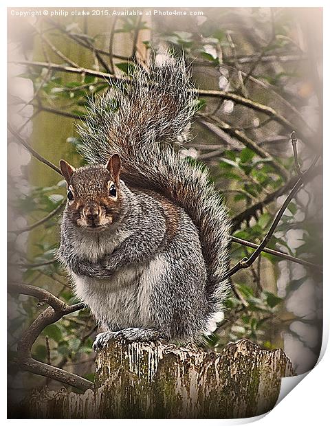  Grey Squirrel on Tree Stump Print by philip clarke