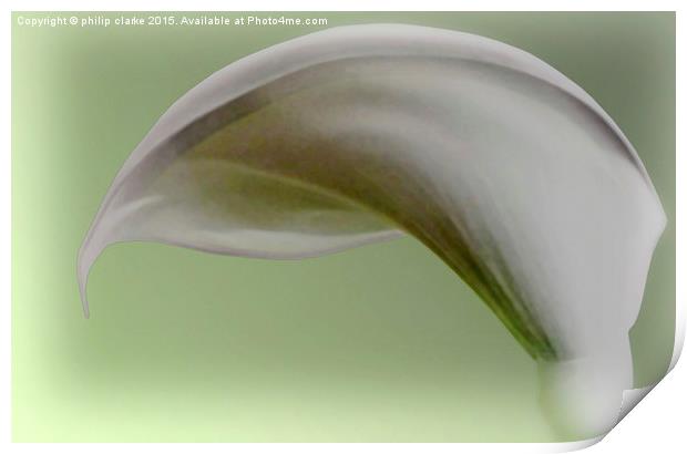  White Calla Lily with Green Tint Print by philip clarke