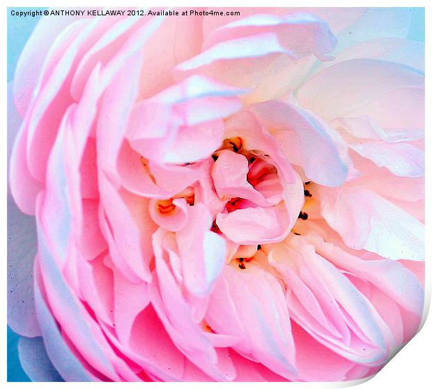 ROSE  WITH SOFT PETALS Print by Anthony Kellaway