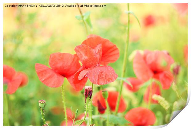 poppies on a windy day Print by Anthony Kellaway