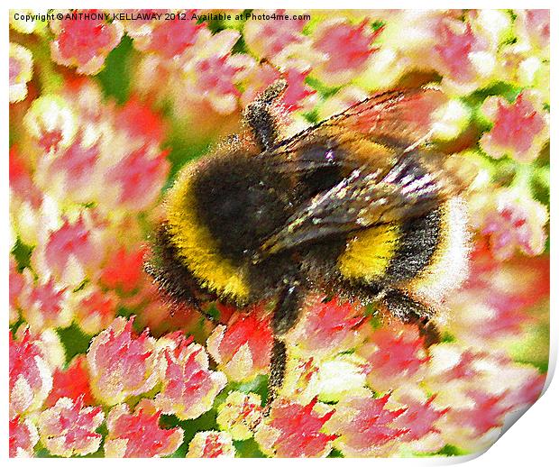 Garden Bumble bee wall art Print by Anthony Kellaway