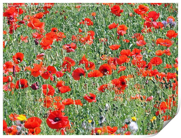 Winchester Hill poppy field. Print by Anthony Kellaway