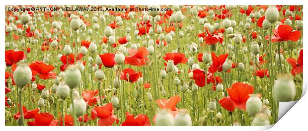 POPPIES AND PODS Print by Anthony Kellaway