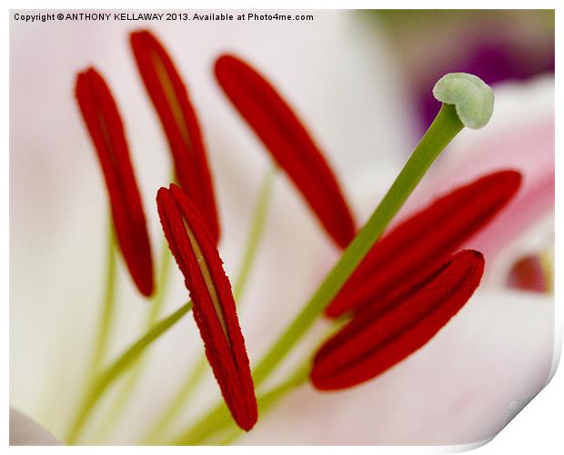 LILY STAMENS MACRO Print by Anthony Kellaway