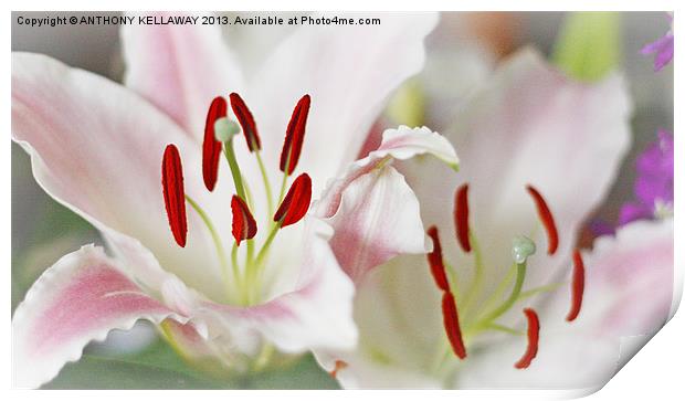 LOVELY LILLIES Print by Anthony Kellaway