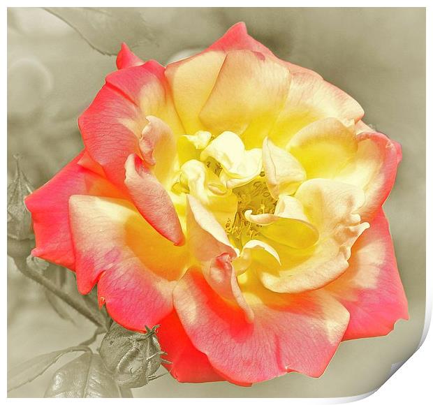 RED AND YELLOW ROSE Print by Anthony Kellaway