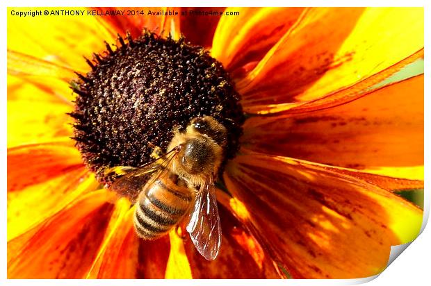 HONEY BEE Print by Anthony Kellaway