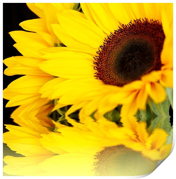 SUNFLOWER REFLECTIONS Print by Anthony Kellaway