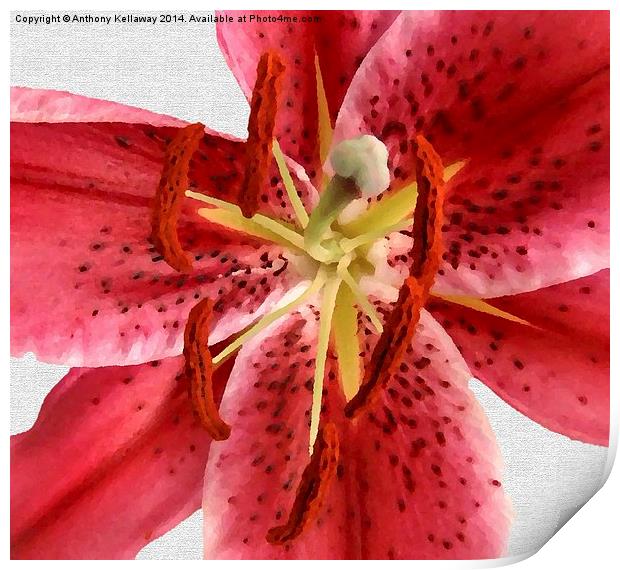 TIGER LILY IN OILS Print by Anthony Kellaway
