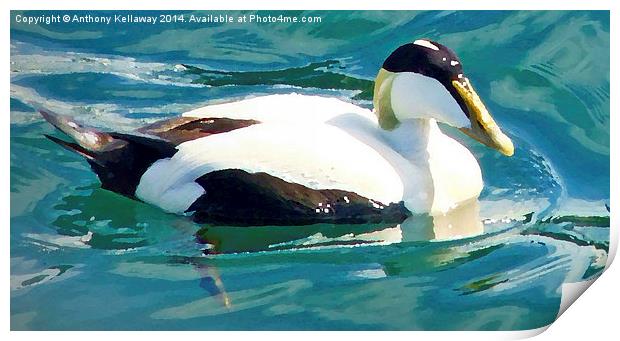 EIDER DUCK WITH OIL PAINTING EFFECT Print by Anthony Kellaway