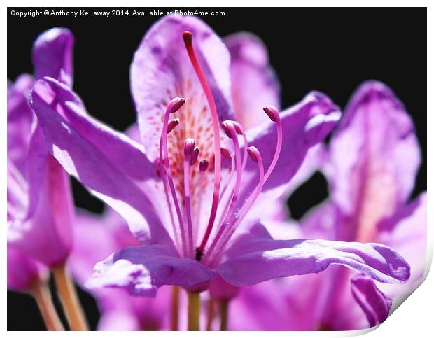 RHODODENDRON Print by Anthony Kellaway