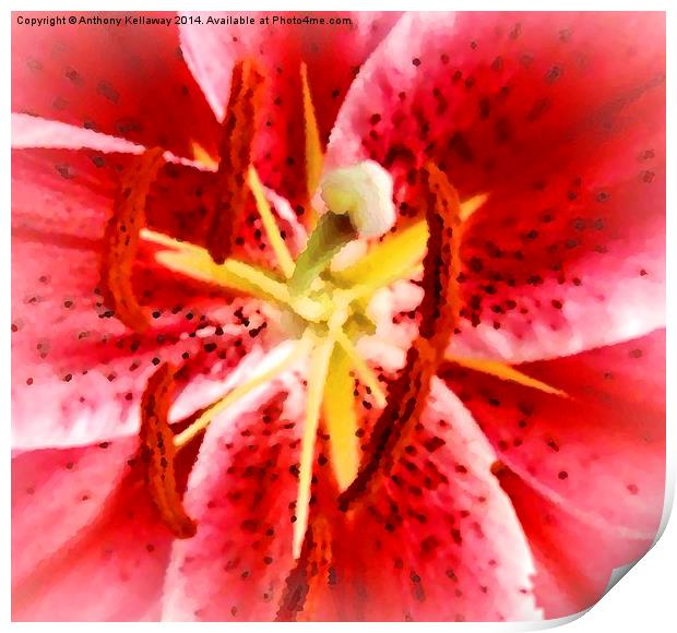  TIGER LILY ABSTRACT Print by Anthony Kellaway