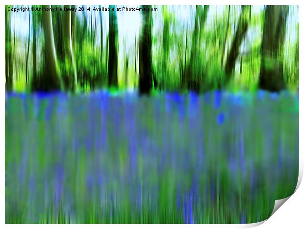  BLUEBELL ABSTRACT Print by Anthony Kellaway