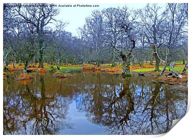  NEW FOREST POND REFLECTIONS Print by Anthony Kellaway