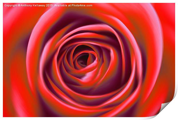  RED ROSE Print by Anthony Kellaway