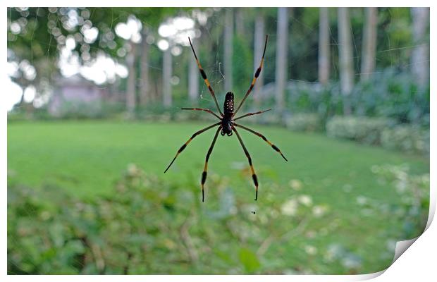  Golden silk orb-weaver spider Print by Anthony Kellaway