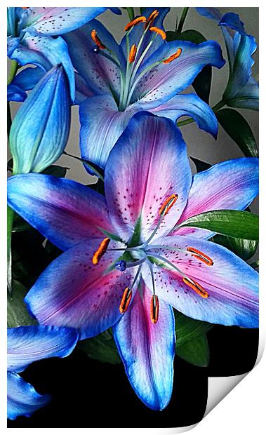 Lilies Print by Anthony Kellaway