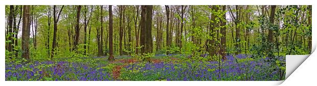      Bluebells                           Print by Anthony Kellaway