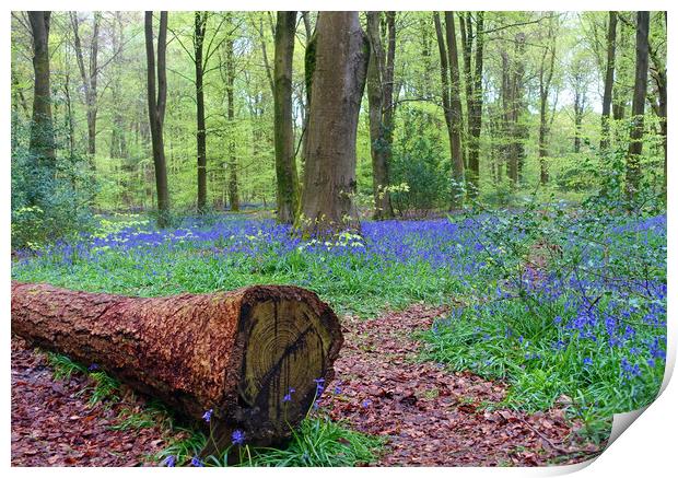   BLUEBELL WOOD                              Print by Anthony Kellaway