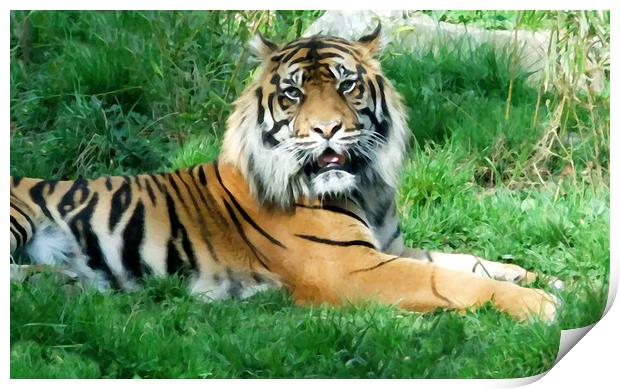 Sumatran Tiger Print by Anthony Kellaway